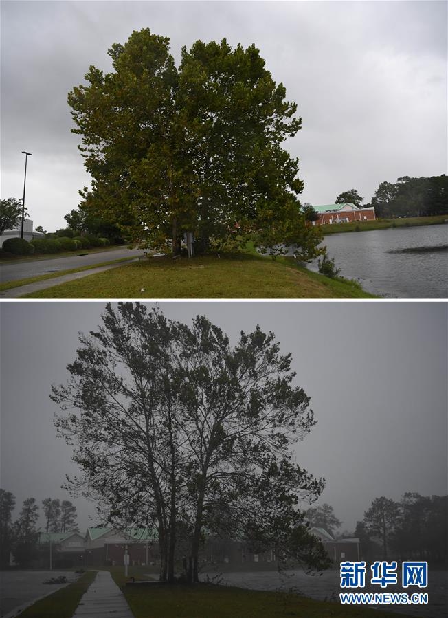 9月14日凌晨,在美国北卡罗来纳州威尔明顿市,一棵大树在暴风雨中摇摆.