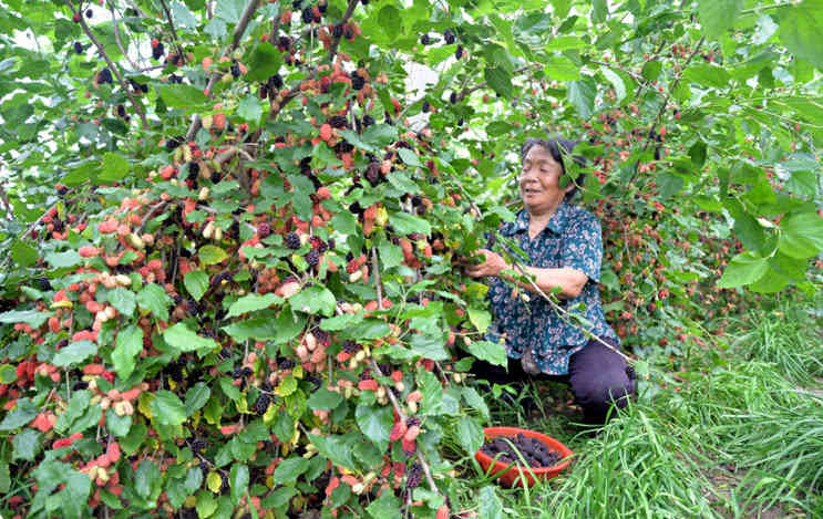 桑葚有"民间圣果"的美誉,能滋补肝肾,补血养颜,具有生津止渴,促进消化