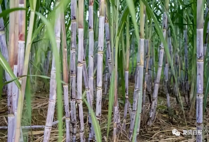 纯干货|从甘蔗长势,成本,利润到产,销,存一览无余