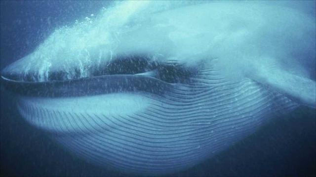 藍鯨是個頭最大的動物，其實也是聲音最大的動物，發聲比飛機還大 科技 第5張