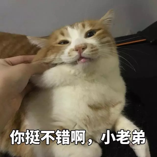 搞笑猫咪表情包39张