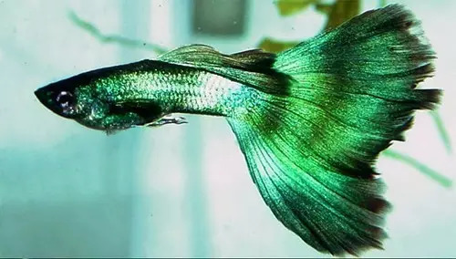 每天认识一种鱼358丨孔雀鱼美到惊艳绚丽多彩