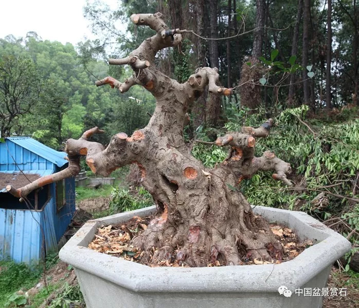 拿弯原来可以这么干!盆景