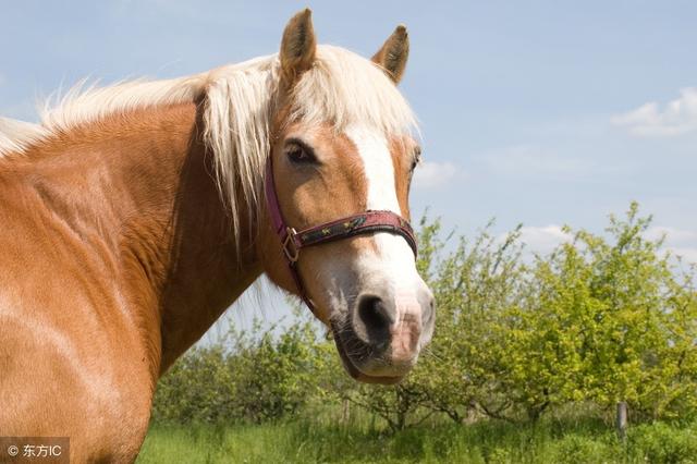 金鞍马术 | 你知道为什么马的耳朵总在动吗?