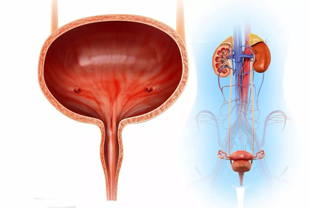 膀胱问题:老年人膀胱逼尿肌萎缩导致收缩力下降出现残余尿,使膀胱实际
