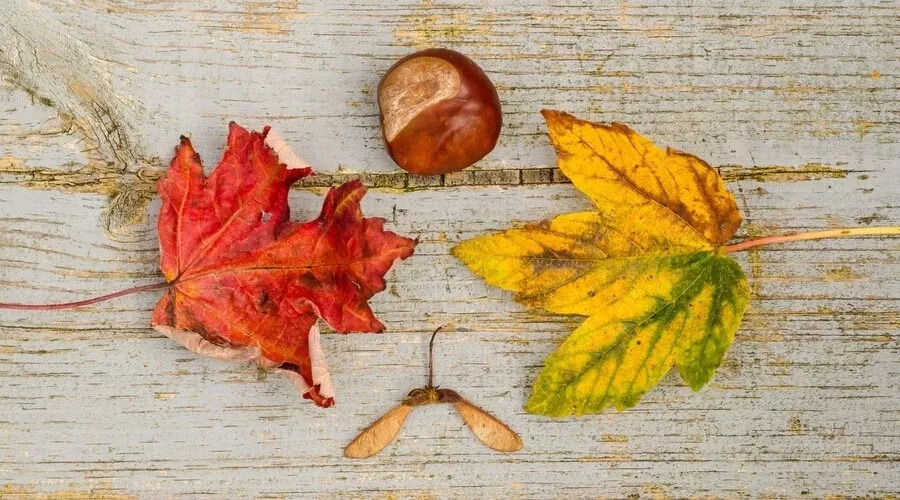秋和枫叶猜成语是什么成语_很多树叶和一个秋是什么成语 一个秋和很多落叶的