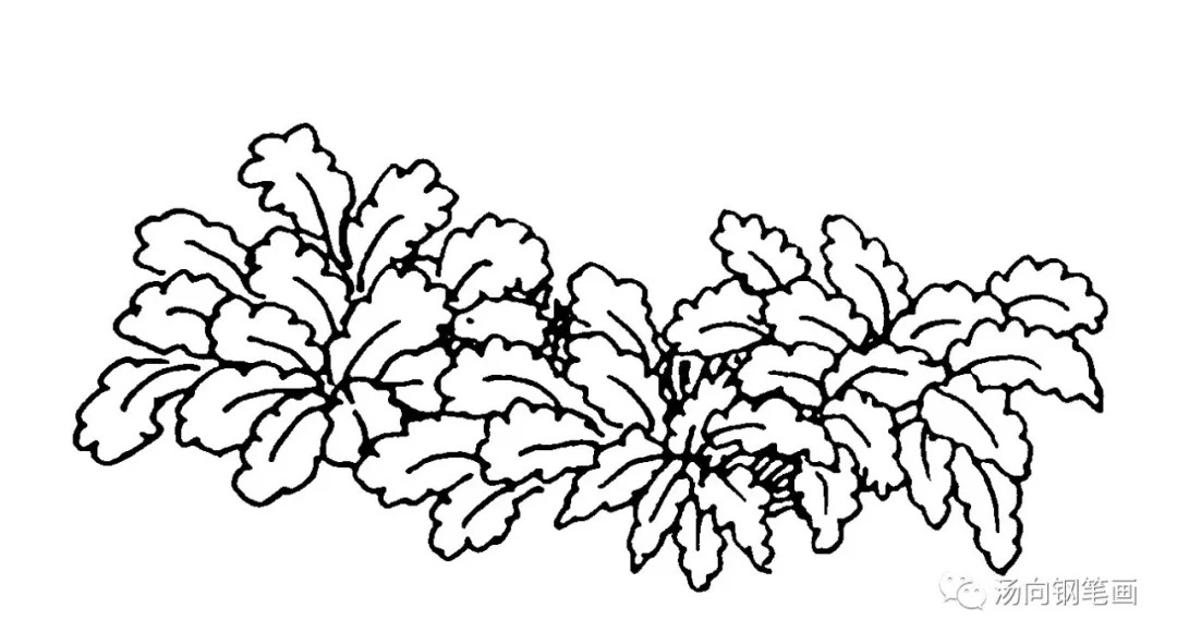 学钢笔画212路边野菜…路边的野菜可以采!