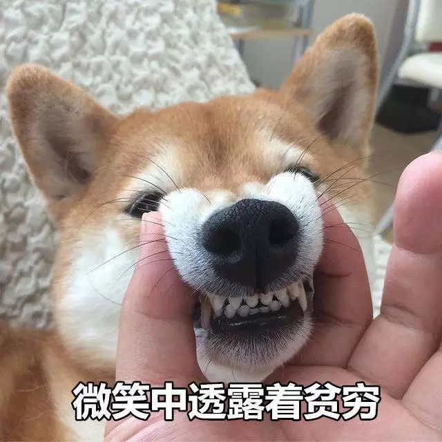 柴犬表情包:来个热吻吗宝贝