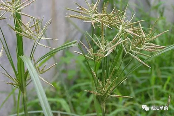 潮汕草药香附子