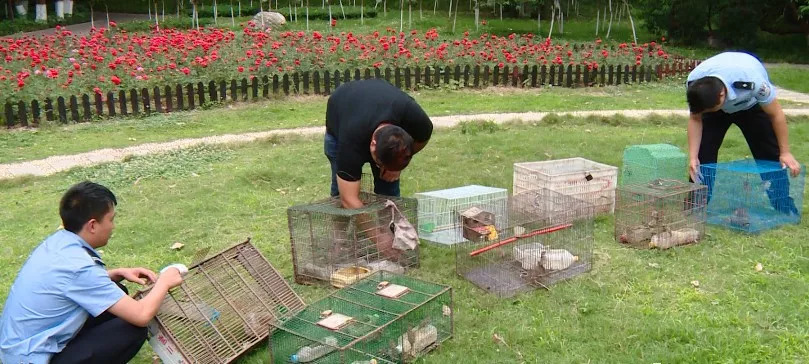 是我国"三有"保护鸟类,猎捕,贩卖或食用麻雀都将构成违法的行为,大家