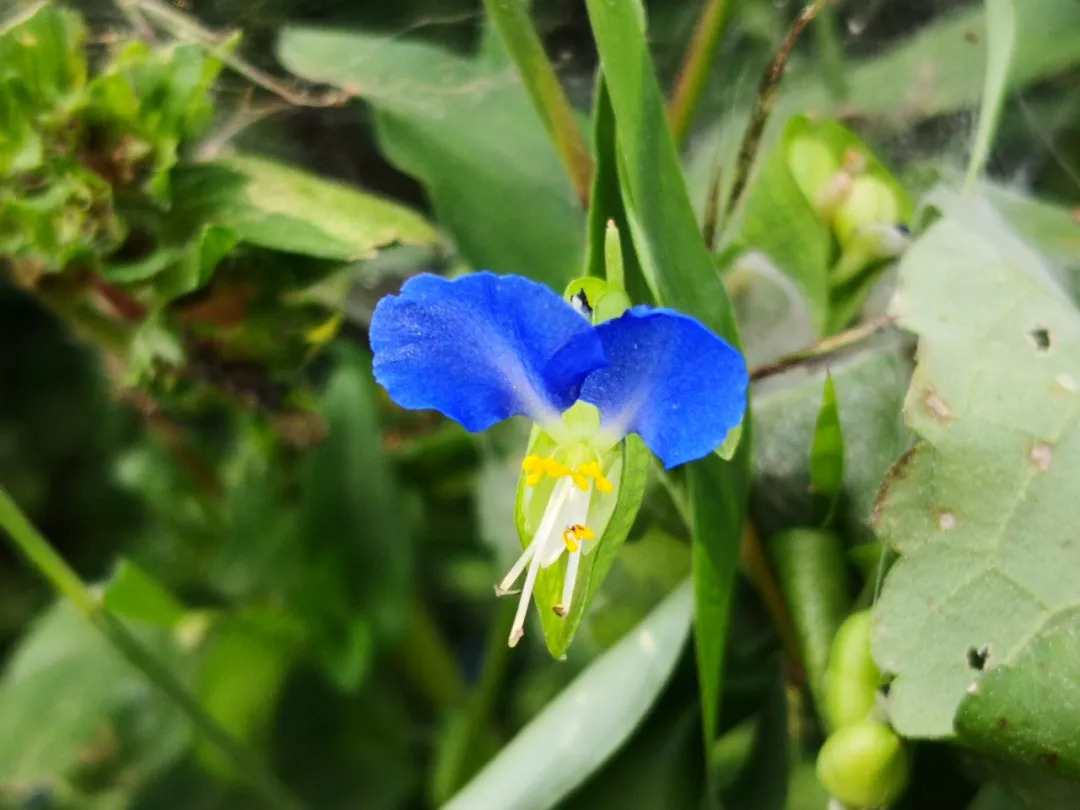 处女座的幸运花—蓝色鸭跖草_小花儿