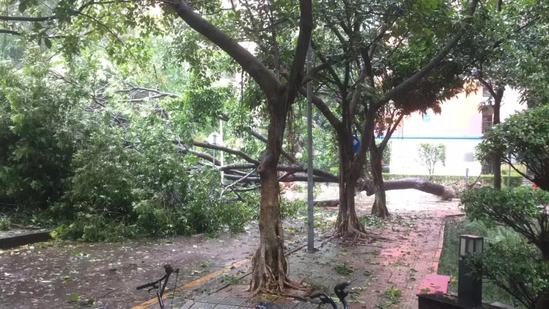 台风山竹对暨大的影响同样巨大,校内校道上有多处树木出现倾倒,而且都