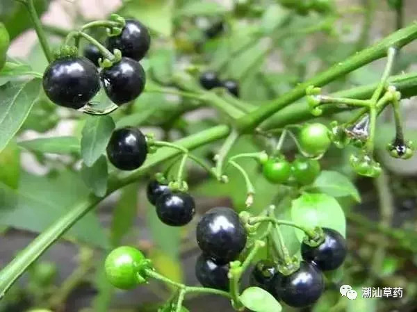 潮汕草药乌点归