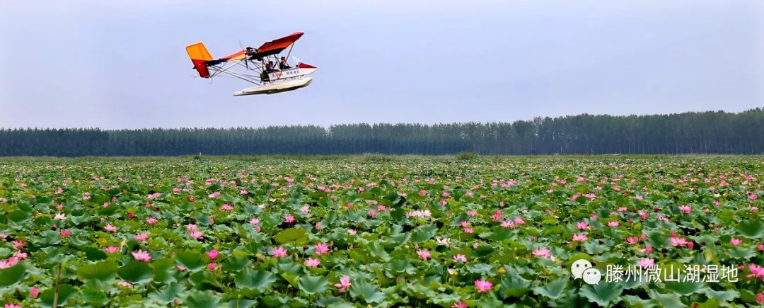 【滕州微山湖湿地"天地之中"涌动红荷情—红荷湿地河南推介会盛大