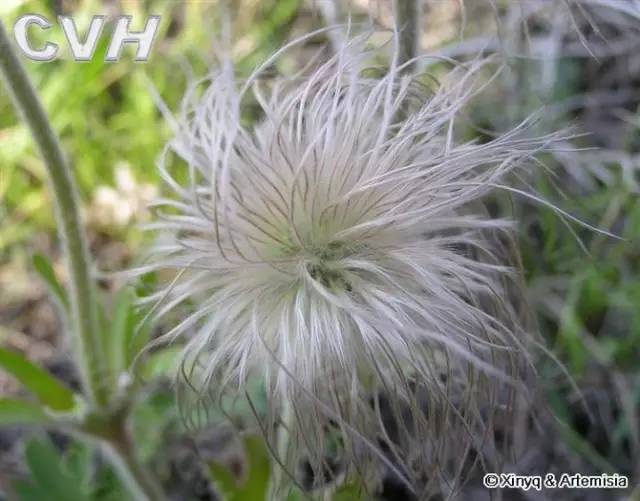 白头翁玫瑰花琼花王莲玉簪玉兰花牡丹花