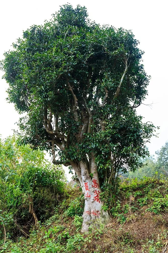 图解高黎贡山茶