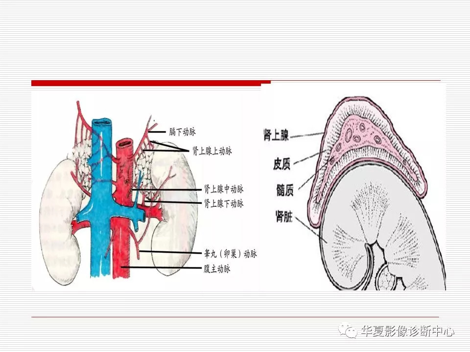 肾上腺解剖及常见病变诊断