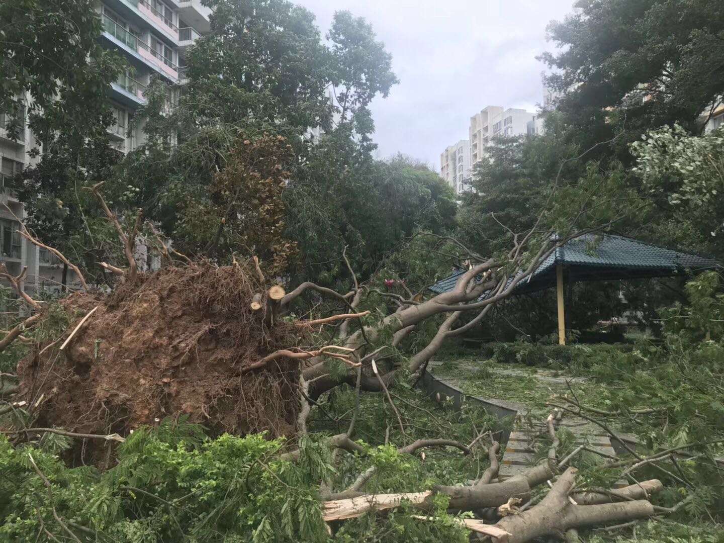 亲身经历过这场"龙级"灾害台风山竹,才发现英雄就在你身边