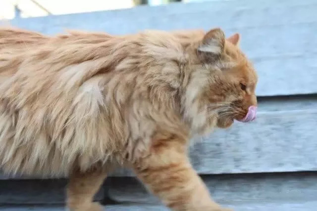 北大有只"学术猫,最爱哲学和艺术!