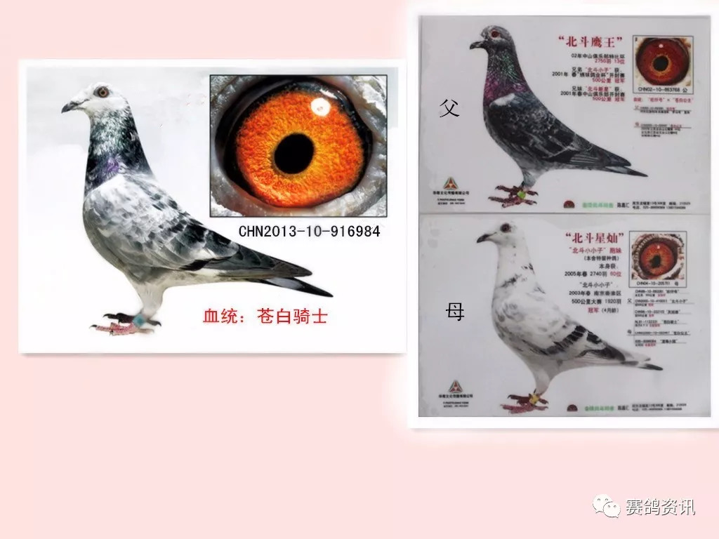 世界级的“鸽王”血系：4羽全国冠军鸽的源头！