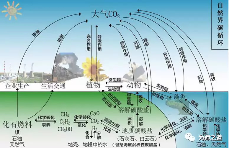 碳循环图示