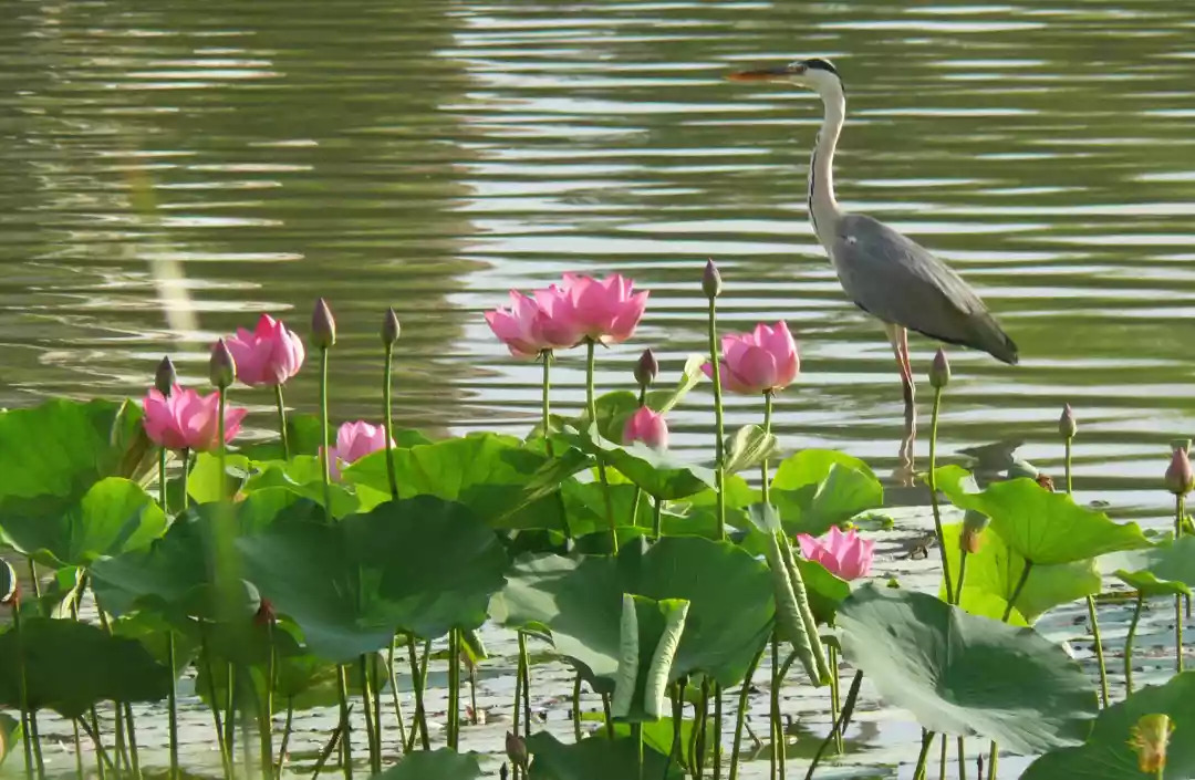 鸣翠湖·鸣翠湖第二届荷花文化旅游节"荷韵清风·最美鸣翠"摄影大赛