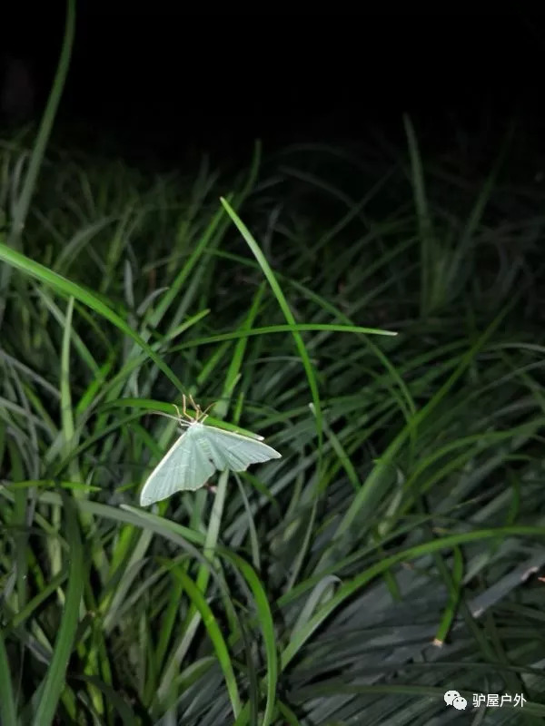 樟翠尺蛾蟋蟀大腹园蛛纺织娘黄脸油葫芦(雌虫)黄脉翅萤双叉犀金龟