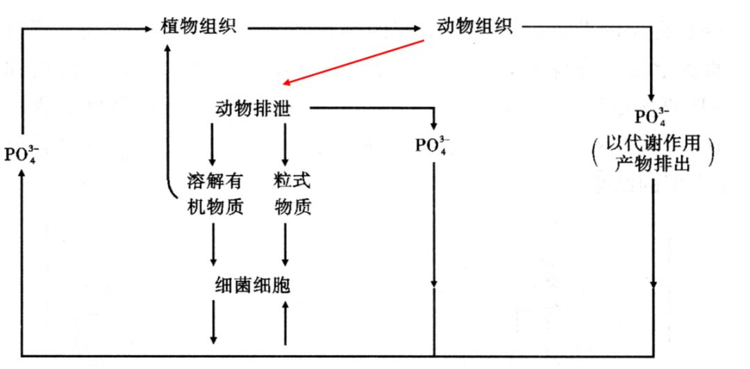 (海洋磷循环示意图)