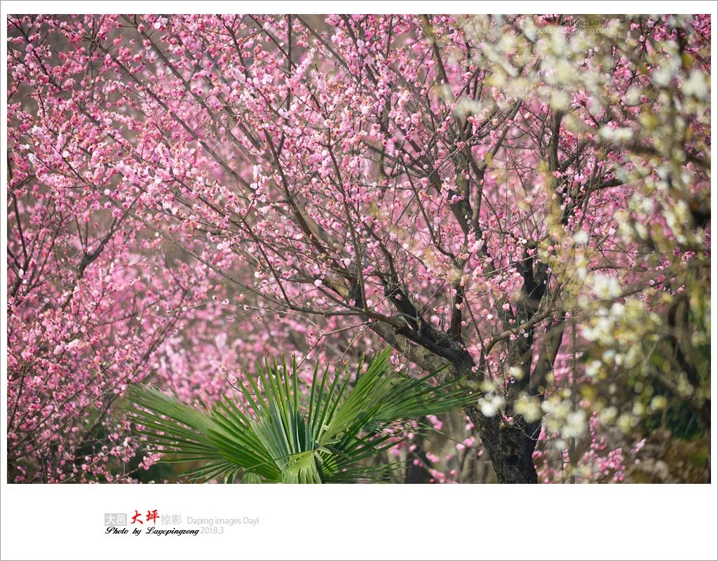 成都-大邑大坪山(梅花,李花) 合适时间:3月 责任编辑