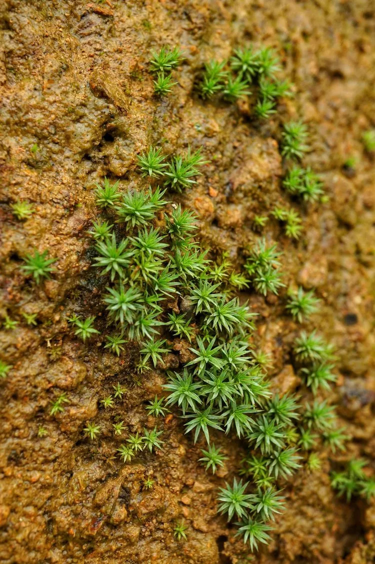 龙芽草的果实,就是带刺的小帽子,企图在某时沾上无知无觉的某动物,带