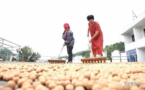 歙县女企深山帮百户