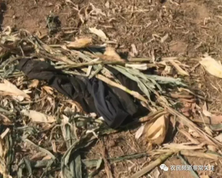朝阳各村人收玉米的要注意,一名 2 岁男童被卷入玉米收割机,当场身亡!
