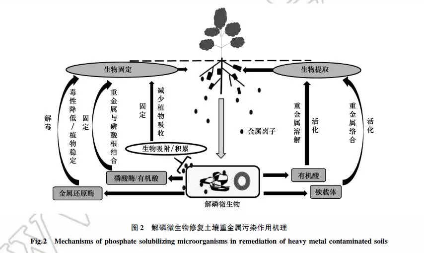 解磷微生物修复土壤重金属污染研究进展