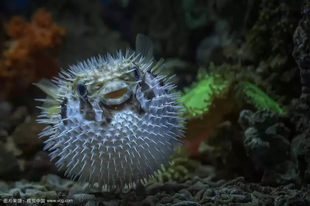 海洋科普(499)| 还记得海绵宝宝里的那位泡芙老师.