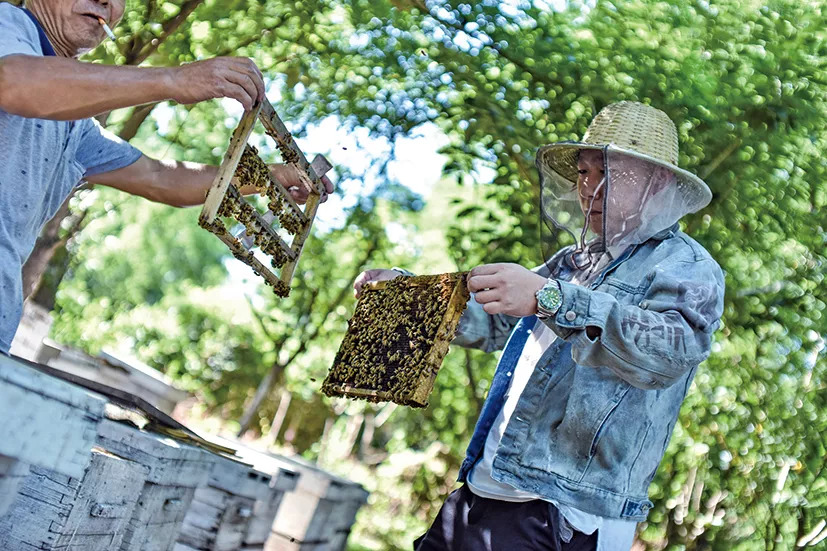 摄影手记:养蜂人:守住甜蜜的事业