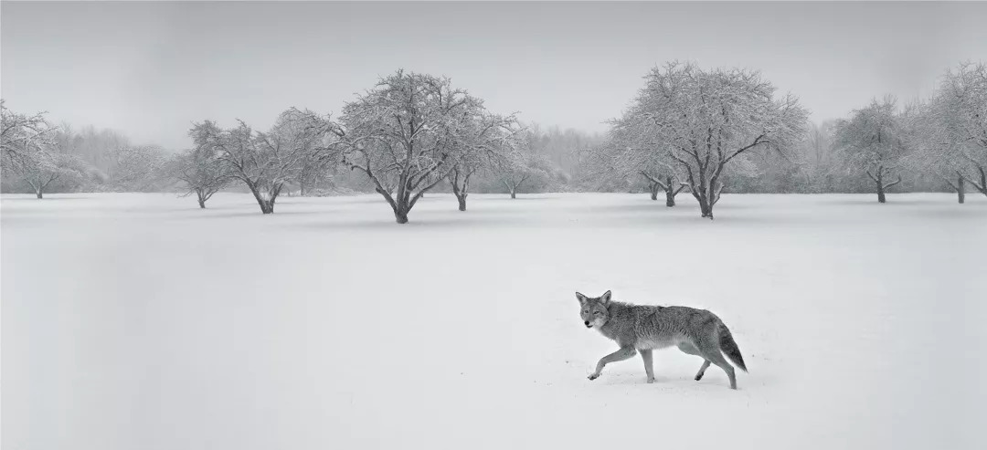 "银狼"猜想