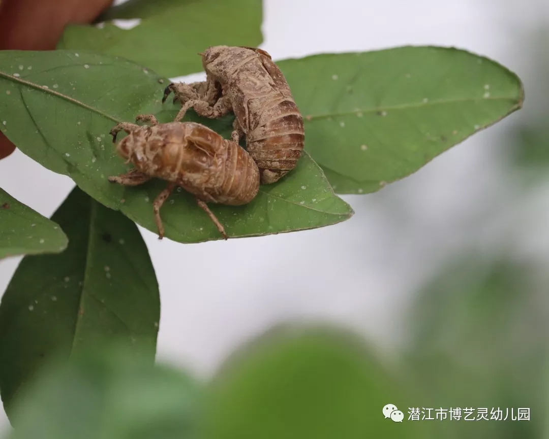 生活化课程又闻蝉儿鸣又见蝉蜕时