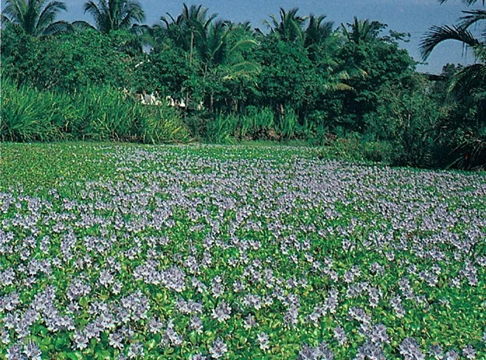 植物王国系列—果博平台—水生植物(图2)