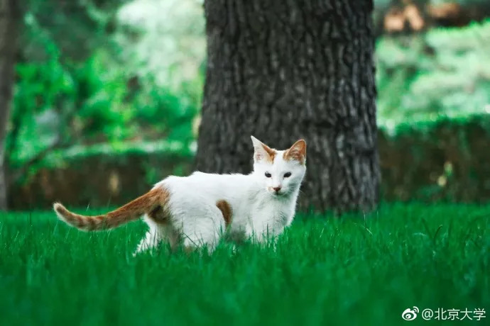 北大有只"学术猫,最爱哲学和艺术!