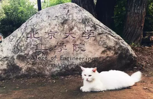 北大有只"学术猫,最爱哲学和艺术!