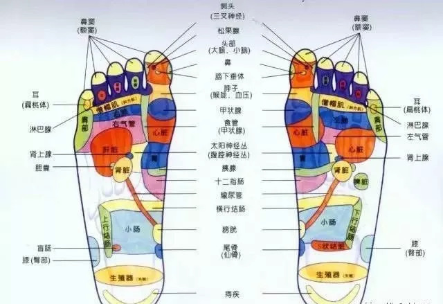 连接人体脏腑的12条经脉中 有6条起于足部 所以我们身体的"小秘密"