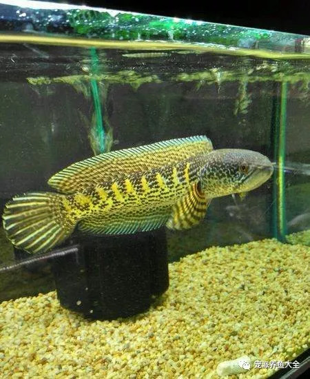 每日一鱼黄金眼镜蛇雷龙鱼大型鱼迷的至爱