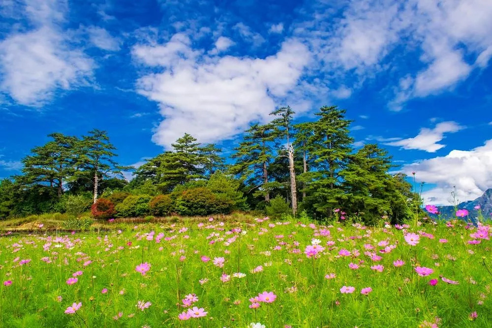 带你去看台湾的那一片花海 福寿山秋日限定 波斯菊花海美到窒息 农场