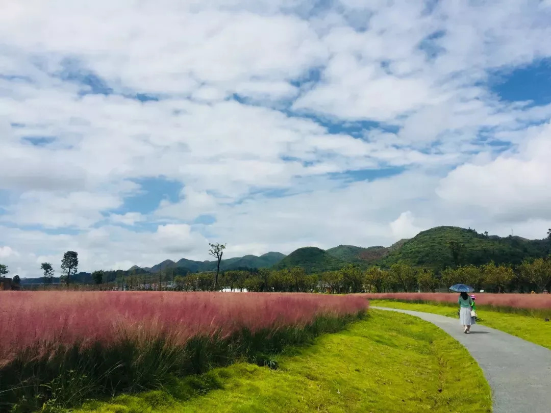 看粉黛的另一个热门地 是安顺旧州的山里江南景区 在山里江南蝶恋花海