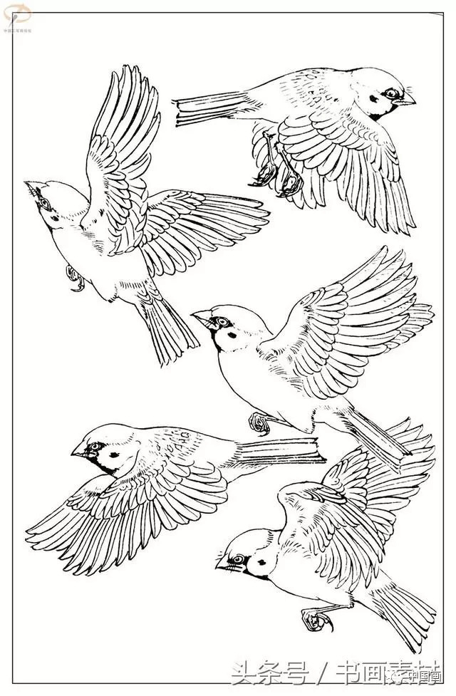 书画素材最经典白描禽鸟教程百鸟图谱