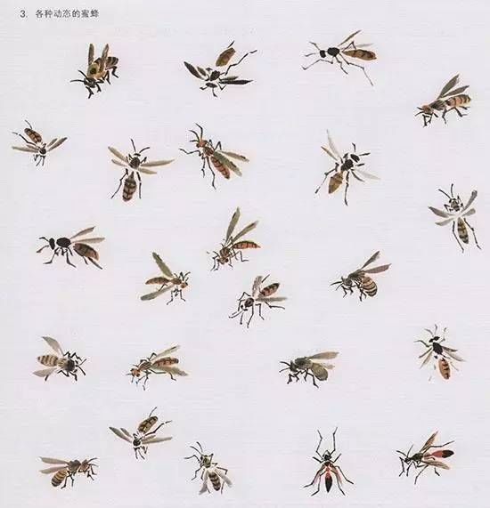 中国国画-花鸟技法-国画蜜蜂的画法图二
