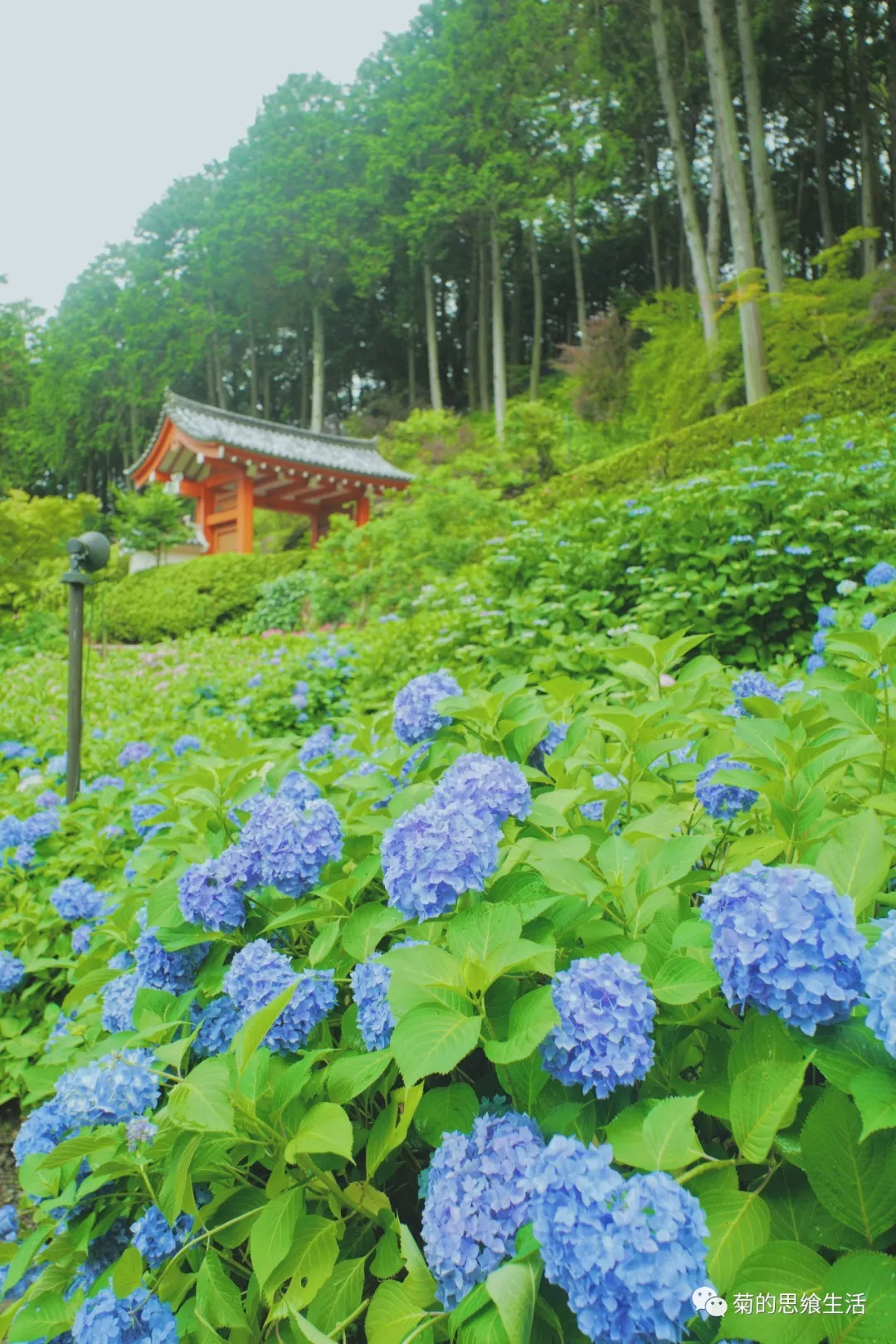 日本最美的紫阳花便是在这里了吧