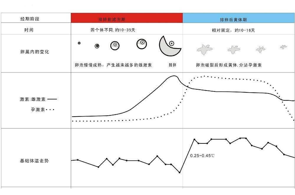 排卵期会有什么感觉?科学的排卵监测方法科普