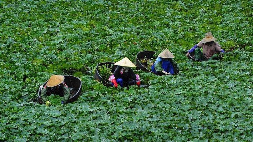 碧花菱角满潭秋,吃一口细嫩红菱的时候到啦