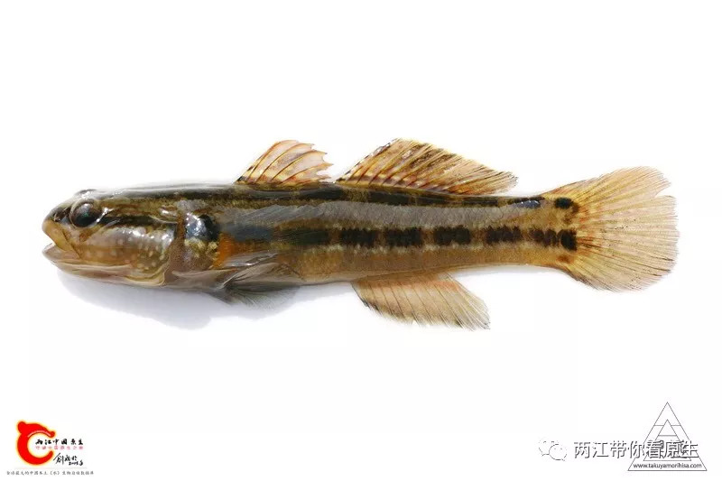它的中文正式名叫纹缟虾虎鱼(tridentiger trigonocephalus),是一类